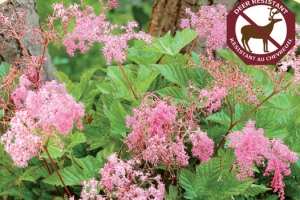 Filipendula 'Kahome' 